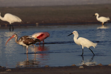  herons in a tidal pool Fort De Soto Park Florida USA