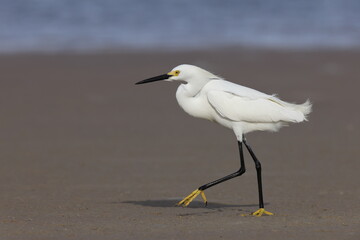  snowy egret (Egretta thula) Fort De Soto Park Florida USA