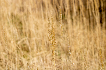 Wildgrass
