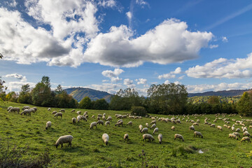 Fototapeta premium Sheep herd near Terchova, Mala Fatra, Slovakia