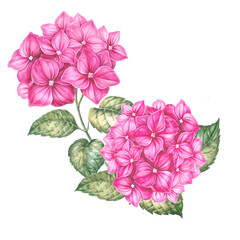 Pink flower hydrangeas on white background. Watercolor floral illustration