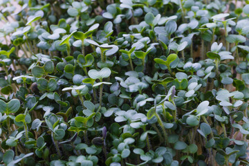 he microgreen in plastic trays for planting young plants. Microgreen are young vegetable green or...