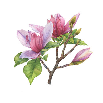 Branch of pink bright magnolia liliiflora flowers (also called mulan magnolia, woody-orchid). Botanical watercolor hand drawn painting illustration, isolated on white background.