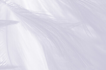 Gray  feather wooly pattern texture background