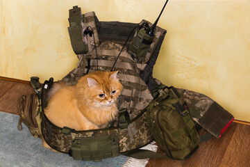 Ginger cat sitting in military bulletproof vest with other outfit