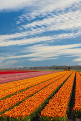 Field of tulips near Lemmer, Friesland, Netherlands