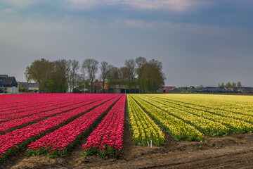 Field of tulips near Alkmaar, The Netherlands