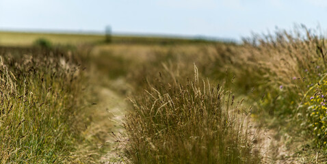 Fototapeta premium Chemin bucolique sur le causse Méjean à Fraissinet-de-Fourques, Lozère, France