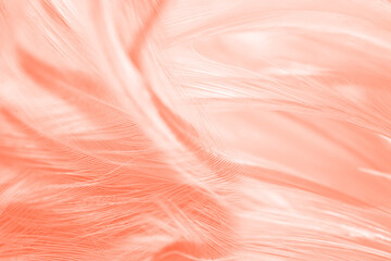 White orange feather texture pattern background