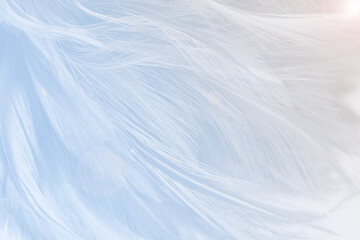 Obraz premium Beautiful white baby blue colors pastel tone feather pattern texture cool background with orange light flare