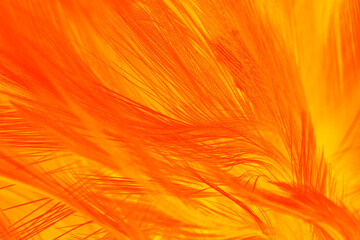 Red orange feather texture pattern background