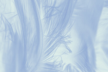 Beautiful white baby blue colors pastel tone feather pattern texture cool background