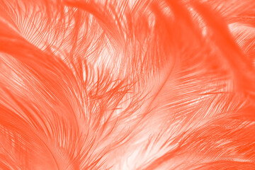 Orange feather texture pattern background