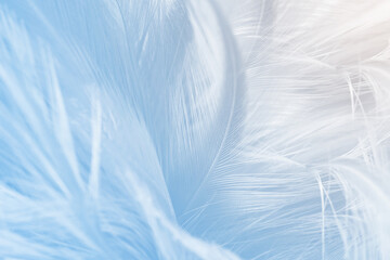 Fototapeta na wymiar Beautiful pastel blue white color trends feather pattern texture background