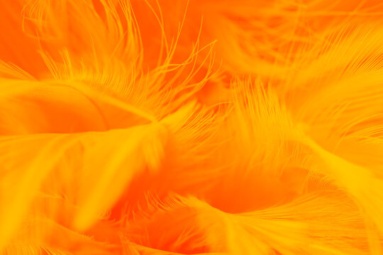 orange feather texture pattern background