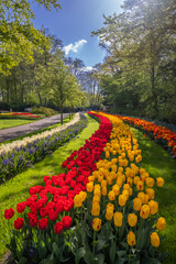 Keukenhof flower garden - largest tulip park in world, Lisse, Netherlands