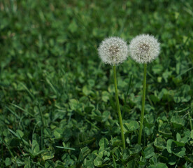 2 Two dandelions reaching for the light. on green grass background. Two dandelion seed heads together on the green meadow, selective focus. couple in love idea.