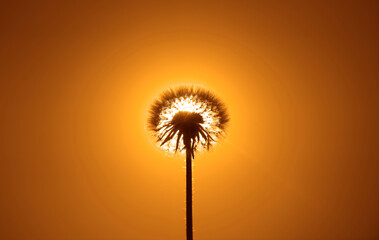 Setting Sun Blowball. isolated on yellow sky background. backlit. Dandelion over golden sunset background. fluffy Dandelion seeds in sunlight blowing away.