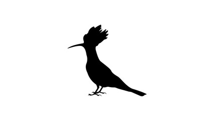 Hoopoe silhouette © OMIA