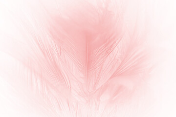 Fototapeta na wymiar Beautiful soft pink white feather pattern texture background