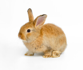 Brown cute bunny rabbit on white background.