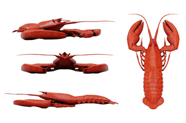 lobster isolated