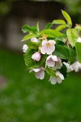 spring flowering trees and rain. Apple blossom on green grass. smells like spring