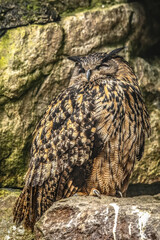 Portrait of a european eagle owl sitting next to it´s nest, bubo bubo