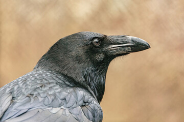 Head portrait of a black common raven, corvus corax