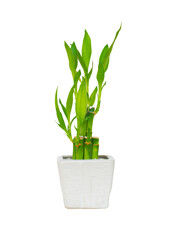 Lucky bamboo in white pot isolate on white background with clipping path