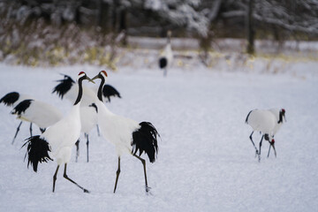 A group of red-crowned cranes stand in the snow for food or rest. Scenery of wild bird life in winter, Hokkaido, Japan. 2023
