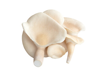 Oyster Phoenix Mushroom isolated on white background  with clipping path