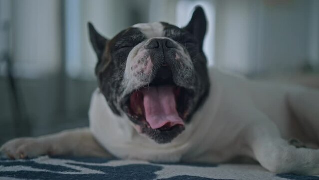 funny french bulldog lying on couch looking camera and yawn