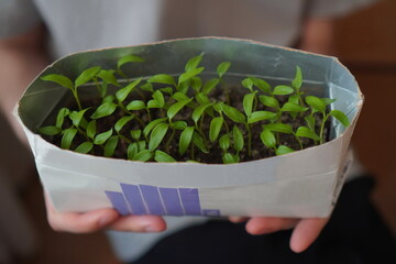 a close-up of a green seedling of small peppers in a white box with earth held by the hands of a young man. The concept of reasonable consumption of goods, reusable. Economical and eco-friendly - Powered by Adobe