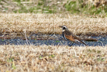 琵琶湖畔の散歩　ツグミが現れた