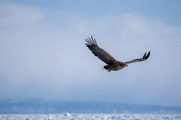 Obraz na płótnie Canvas A white-tailed eagle soars in the blue sky. Haliaeetus albicilla. Scenery of wild bird life in winter, Hokkaido, Japan. 2023