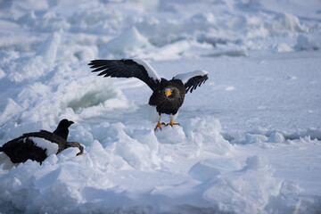 Fototapeta premium A Steller's sea eagle standing on a snowdrift. Two baby Steller's sea eagles. Haliaeetus pelagicus. Scenery of wild bird life in winter, Hokkaido, Japan. 2023