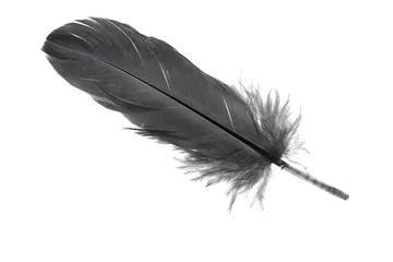 Tableaux sur verre Plumes black and white feather on white background