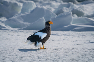 A Steller's sea eagle stands on the snow. Haliaeetus pelagicus. Scenery of wild bird life in winter, Hokkaido, Japan. 2023