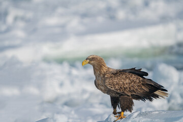 A white-tailed eagle stands on the snow. Haliaeetus albicilla. Scenery of wild bird life in winter, Hokkaido, Japan. 2023