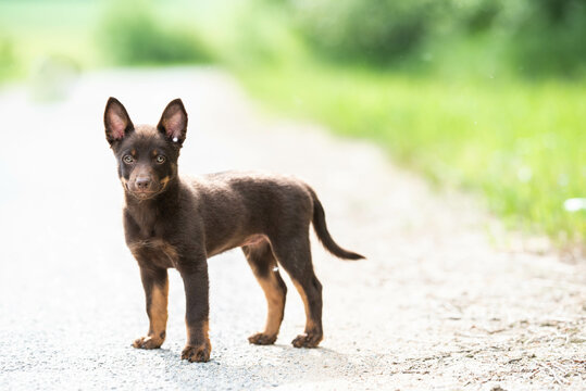 dark brown australian kelpie puppy standing at attention in a show stance on an outdoor path, the puppy observes the surroundings and waits for the owner's permission
