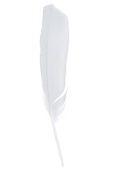 white feather isolated on white  background