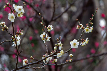 Plum Blossoms Japan