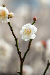 Plum Blossoms Japan