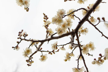 Plum Blossoms Japan