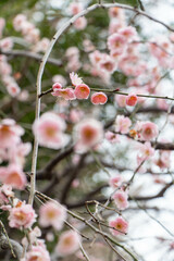 Plum Blossoms Japan