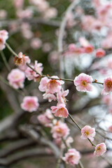 Plum Blossoms Japan