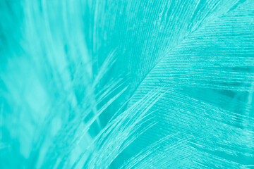Beautiful dark green vintage color trends feather texture background