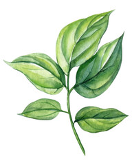 Watercolor illustrations. Green leaf isolated on white backgroundr