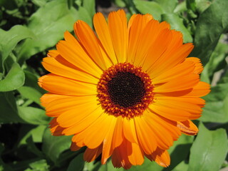 orange flower in garden